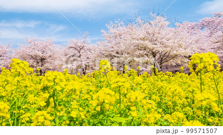 赤城南面千本桜と菜の花 99571507