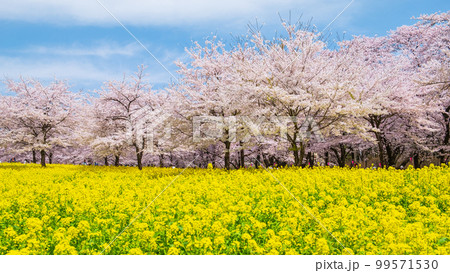赤城南面千本桜と菜の花 99571530