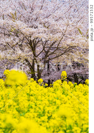 赤城南面千本桜と菜の花 99571532