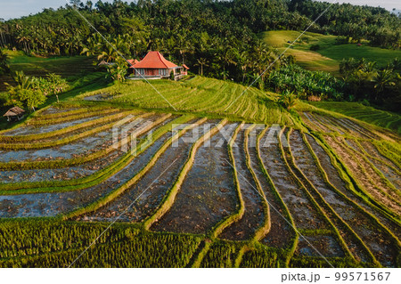 Aerial view of rice terraces with morning sunlight. Countryside with fields in Bali island. 99571567