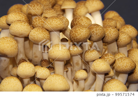 しめじで健康促進 99571574