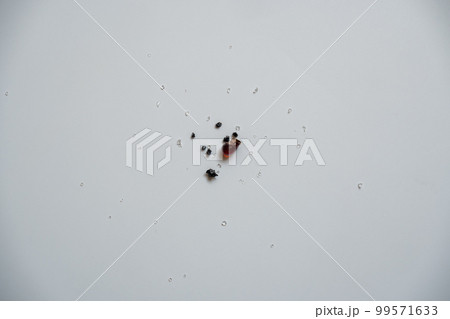 Several sap crystals, large and small, stacked together. 99571633