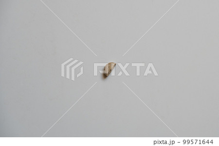 Half a dark brown senna pill, broken 99571644