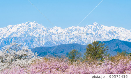信州・小川村の春（桜と北アルプス） 99572456