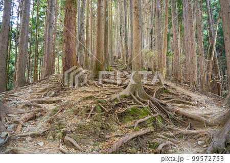 陣馬山登山口経由で陣馬山と高尾山登山 陣馬山登山口経由で陣馬山と高尾山登山 99572753