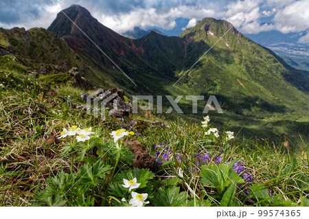 ハクサンイチゲ咲く八ヶ岳連峰・横岳から見る赤岳と阿弥陀岳 ハクサンイチゲ咲く八ヶ岳連峰・横岳から見る赤岳と阿弥陀岳 99574365