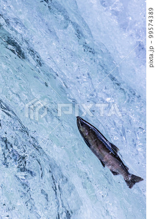 サクラマスのでジャンプの瞬間を捉えた写真 サクラマスのでジャンプの瞬間を捉えた写真 99574389