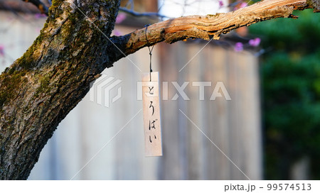 とうばい、木の温もりが伝わる、向島百花園 99574513