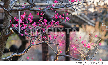 向島百花園は、ピンクのオアシス空間2023 向島百花園は、ピンクのオアシス空間2023 99574519