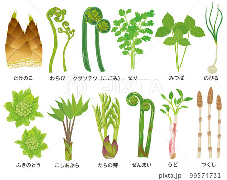 春の山菜セット 99574731