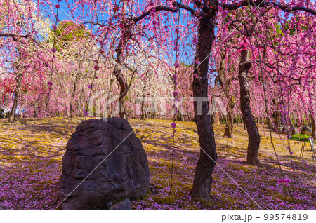 【京都風景】城南宮 枝垂れ梅の万葉綴る優雅さ 【京都風景】城南宮 枝垂れ梅の万葉綴る優雅さ 99574819