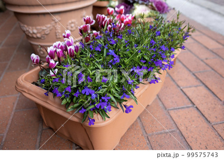 ピンク色のシクラメンと紫のロベリアの寄せ植え 99575743