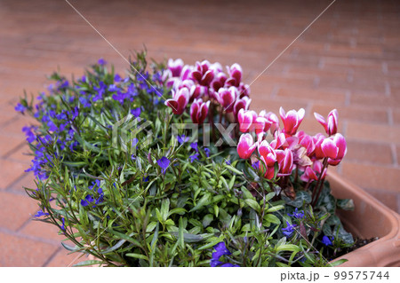 ピンク色のシクラメンと紫のロベリアの寄せ植え 99575744