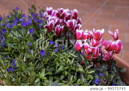 ピンク色のシクラメンと紫のロベリアの寄せ植え 99575745