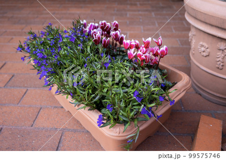 ピンク色のシクラメンと紫のロベリアの寄せ植え 99575746