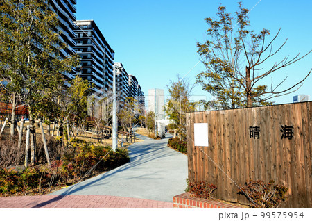 東京 工事中の晴海フラッグと晴海緑道公園 高層マンション群の風景 東京 工事中の晴海フラッグと晴海緑道公園 高層マンション群の風景 99575954