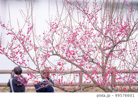 愛知県知多市 佐布里池の湖畔に咲く紅梅と写真を撮る人 愛知県知多市 佐布里池の湖畔に咲く紅梅と写真を撮る人 99576601