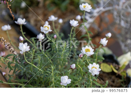 小さな可愛い白い花「花かんざし」 99576875