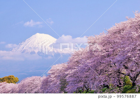 日本の春　富士山と桜 99576887