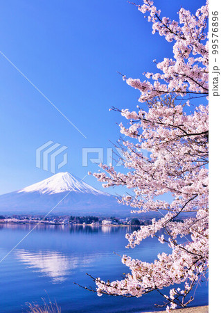日本の春 富士山と桜 日本の春 富士山と桜 99576896