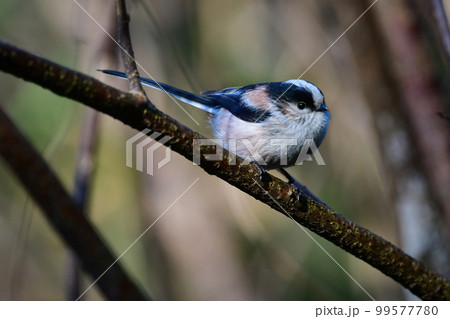 真冬の雪景色の中姿を見せた身近なかわいい野鳥ホオジロ 99577780