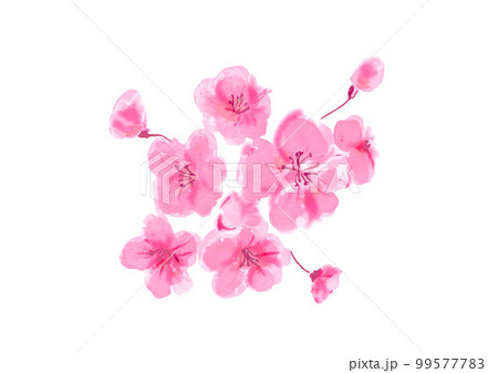 桜の花の手描き和風ベクターイラスト 99577783