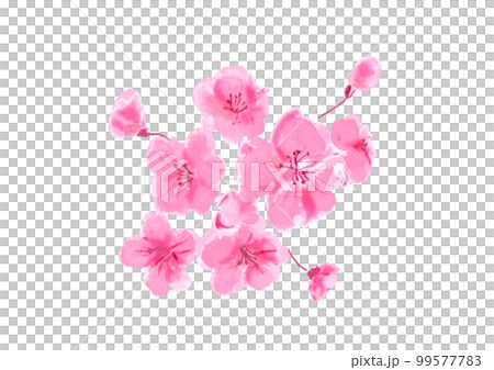 桜の花の手描き和風ベクターイラスト 99577783