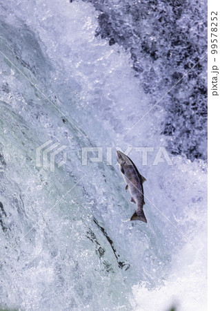 サクラマスの遡上風景 99578252