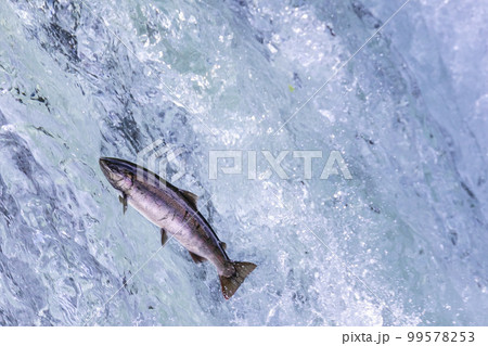 銀色の魚体が鮮やかなサクラマス 99578253