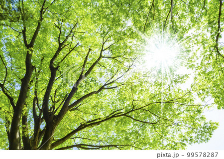 新緑と木漏れ日 99578287