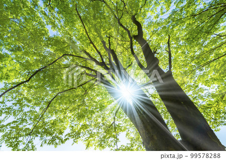 新緑と木漏れ日 99578288