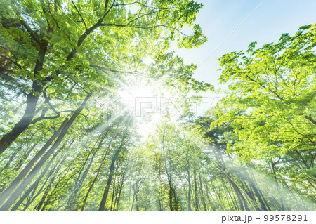 新緑と木漏れ日 新緑と木漏れ日 99578291