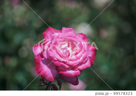 鶴舞公園のバラ（愛知県名古屋市昭和区） 99578323