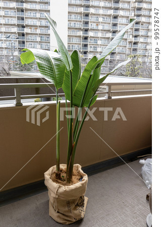 トロピカルなイメージの観葉植物「オーガスタ」 トロピカルなイメージの観葉植物「オーガスタ」 99578747