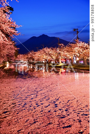 弘前公園の夜桜とともに岩木山【花いかだ】 99578808