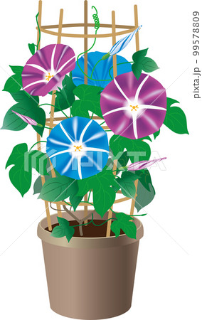 ブルーと紫色の朝顔・鉢植え 99578809