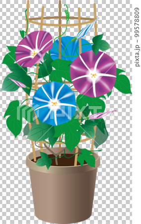 ブルーと紫色の朝顔・鉢植え 99578809