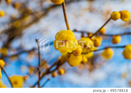 散歩の途中で見つけた満月蝋梅 99578818