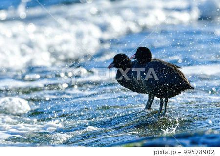 公園の池や川や海辺で見られる白黒の身近な水鳥のオオバン 99578902