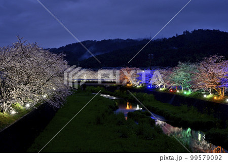 思い川の桜並木ライトアップ 99579092