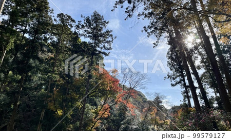 箕面の紅葉を求めて滝道を歩く 99579127