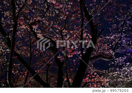 思い川の桜並木ライトアップ 99579203