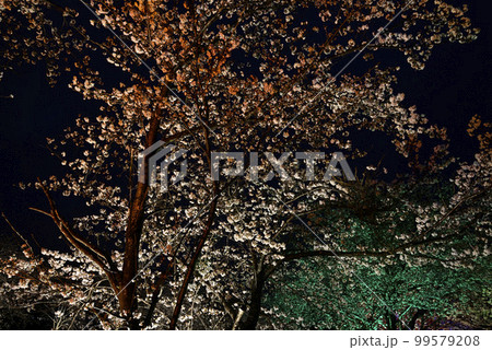 思い川の桜並木ライトアップ 99579208