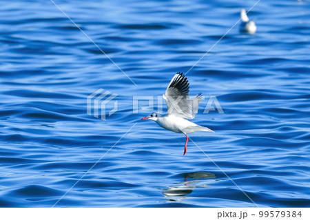 冬に海岸や水辺で見られる真っ白な水鳥、身近なユリカモメ 99579384