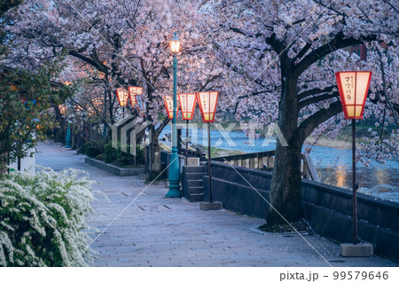 夕暮れ時のひがし茶屋街と浅野川 桜のライトアップ【金沢市】 夕暮れ時のひがし茶屋街と浅野川 桜のライトアップ【金沢市】 99579646