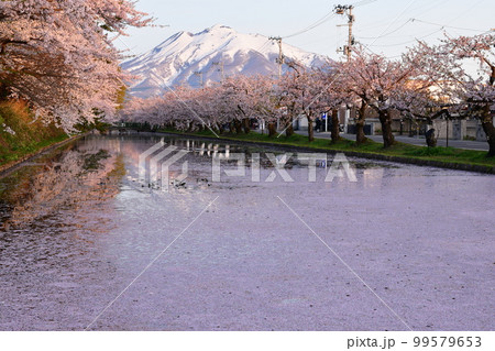 早朝の弘前公園桜まつりと残雪の岩木山 99579653