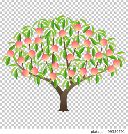 たわわに実った桃の木のイラスト素材 [99580791] - PIXTA