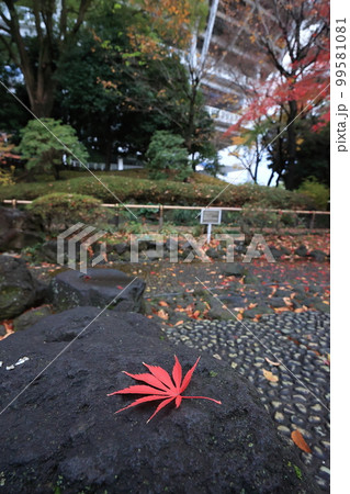 公園の石の上の落ち葉 99581081
