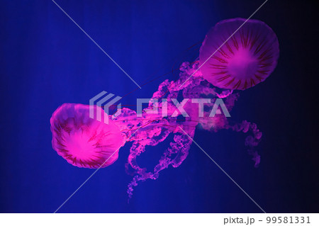 macro shooting under water chrysaora plocamia jellyfish 99581331