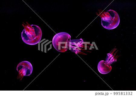 macro shooting under water flame jellyfish 99581332